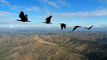 Not just winging it: Birds in V formation choreograph flapping to save energy, study suggests