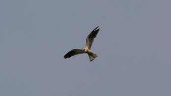 Birds might be purposely starting wildfires in Australia