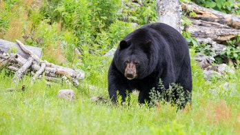 Louisiana man who killed black bear gets $10G fine