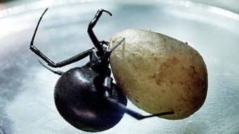 World's deadliest spiders a toxic myth?