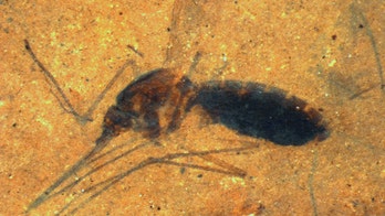 Rare, blood-engorged mosquito fossil found