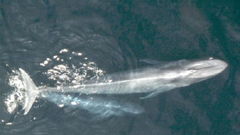 Study: California blue whale population rebounds from whaling