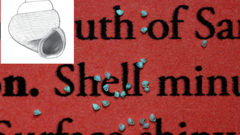 Micro mollusk breaks record for world's tiniest snail