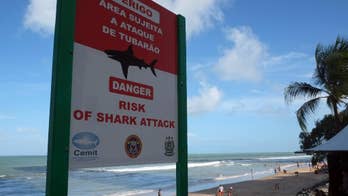 2015 sets record for most shark attacks, with 98 worldwide