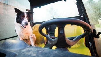 Dog without a license: Collie behind wheel of runaway vehicle causes scare, social media glee