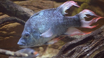 London Zoo seeking female mate for near-extinct fish