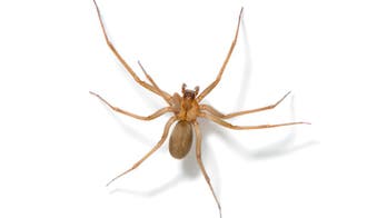Brown recluse, black widow and other dangerous spiders found in the US