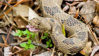 North Carolina men charged after allegedly setting snake on fire in Walmart parking lot