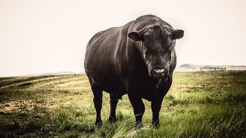 2,000-pound bull briefly escapes vet's office right before circumcision, report says