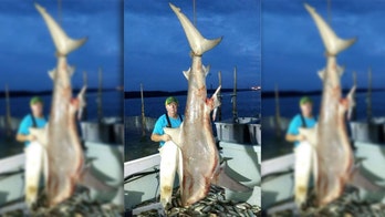 Maryland fisherman 'accidentally' catches bull shark weighing 310-pounds: 'I've never seen one that big'