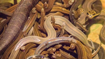 Snakes on a plane: Passenger flew from Germany to Russia with 20 snakes in his bag