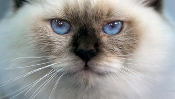 Nothing to sneeze at: Cats worse than dogs for allergies