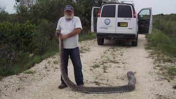 Ravenous 14-foot python caught with 3 deer in its gut