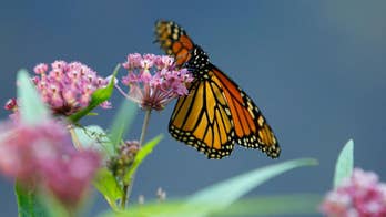 Study: Monarch butterflies may use magnetic compass for autumn migrations to central Mexico
