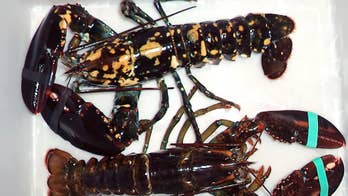 Rare calico lobster, a 1-in-30 million find, turns up at Maine bait shop