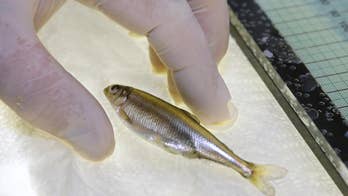 California drought could doom endangered fish caught in the center of state's water battles