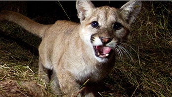 Camera catches mountain lion kittens’ midnight snack