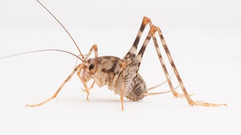 Invasive camel crickets widespread in US homes