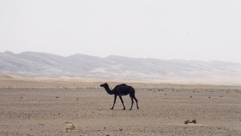 Camel bones suggest error in Bible, archaeologists say