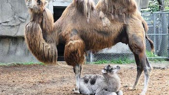 Is camel milk the health drink of the future?