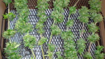 Journal questions use of cannabis spray drug for MS