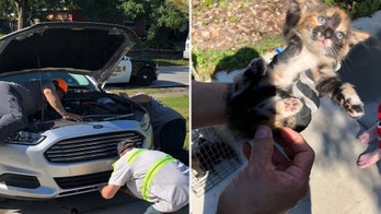 Cute kittens reportedly freed from Florida detective's car
