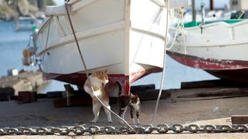 'Cat Heaven Island' draws tourists and more cats