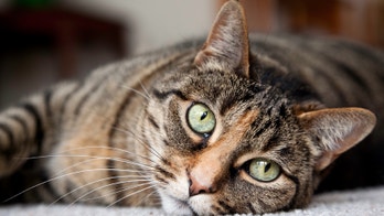 Cats may be the key to developing a successful HIV vaccine for humans