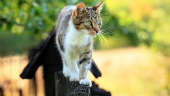 Cat in New Orleans blamed for cutting power to thousands of people