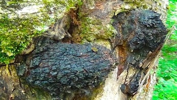 Chaga: A potent immune enhancing fungus