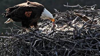 Bald eagles expand range in Channel Islands of California