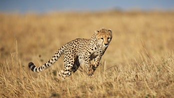 Man on safari captures terrifying moment when cheetah jumps into his open vehicle