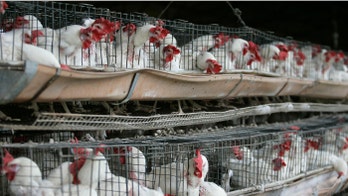 Germany discovers bird flu case on poultry farm