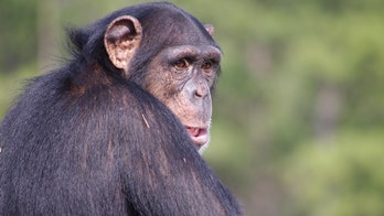Human ancestors got herpes from chimps