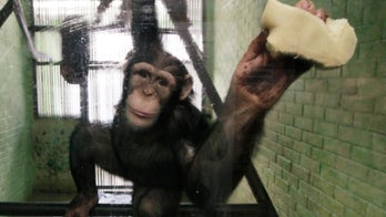 Why some chimps are smarter than others