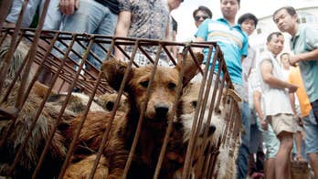 China finally changes status of dogs from 'livestock' to 'pets'