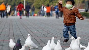 China egg producers brace for pain from bird flu crackdown
