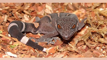 Reptiles that wait for sex live longer