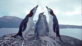 Covered in ash: Chinstrap penguins threatened by volcanic eruption