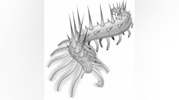 Armored spiky worm had 30 legs, will haunt your nightmares