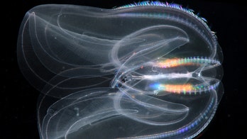 Squeezing sponges out of an evolutionary 'first,' DNA study points to jelly-like creatures