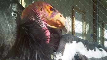 Egg-laying season starts at breeding facilities for endangered California condors