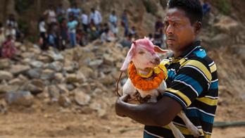 AP PHOTOS: Animals decorated and sacrificed in Hindu ritual