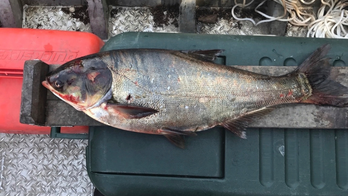 Asian carp found near Lake Michigan got past barriers