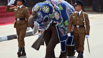 Owners of poached elephants in Sri Lanka may escape sanction