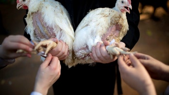 Lawsuit over synagogue's chicken slaughter dismissed