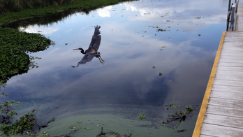 Army corps resumes flushing water from Lake Okeechobee
