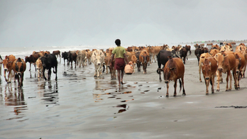 Cattle from abandoned Rohingya villages sold to displaced