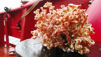 Cold-water coral found growing off Greenland