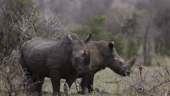 Could 'an ark in a freezer' bring back lost animals?